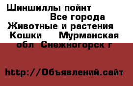 Шиншиллы пойнт ns1133,ny1133. - Все города Животные и растения » Кошки   . Мурманская обл.,Снежногорск г.